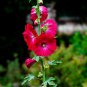 Miniature Hollyhock Flower Bonsai Plant DIY Home Garden - 200 Seeds