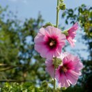 Miniature Hollyhock Flower Bonsai Plant - 200 Seeds Miniature Hollyhock Flower Bonsai Plant - 200 Seeds