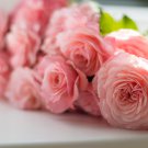 Minature Light Pink Rose - 50 Seeds
