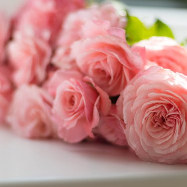 Minature Light Pink Rose - 50 Seeds