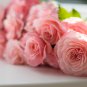 Minature Light Pink Rose - 50 Seeds