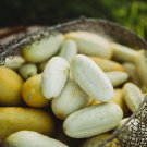 Miniature Sweet White Cucumber Cucumis Sativus - 10 Seeds