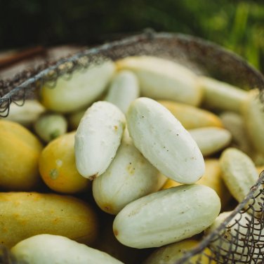 Miniature Sweet White Cucumber Cucumis Sativus - 10 Seeds