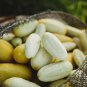 Miniature Sweet White Cucumber Cucumis Sativus - 10 Seeds