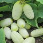 Miniature Sweet White Cucumber Cucumis Sativus - 10 Seeds
