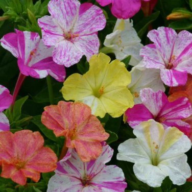Mirabilis Jalapa Four o'clock Flower - 100 Seeds