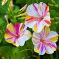 Mirabilis Jalapa Four o'clock Flower - 100 Seeds