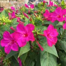 Mirabilis Jalapa Purple Four O'clock Perennial Flower - 20 Seeds