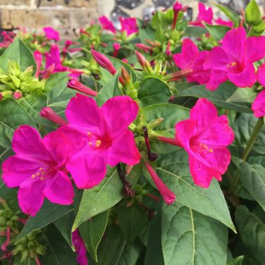 Mirabilis Jalapa Purple Four O'clock Perennial Flower - 20 Seeds