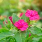 Mirabilis Jalapa Purple Four O'clock Perennial Flower - 20 Seeds