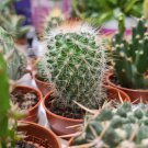 Mix Cactus Echinopsis Tubiflora Ball Cactus Perennial Succulent - 10 Seeds