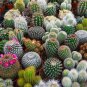 Mix Cactus Echinopsis Tubiflora Ball Cactus Perennial Succulent - 10 Seeds