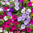 Mix Calibrachoa Garden Petunia Shuttlecock Flower Horn Bonsai Flower - 100 Seeds