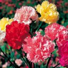 Mix Carnation Flower Seeds Dianthus Caryophyllus - 40 Seeds