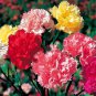 Mix Carnation Flower Seeds Dianthus Caryophyllus - 40 Seeds