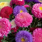Mix China Aster Callistephus Flower - 50 Seeds Mix China Aster Callistephus Flower - 50 Seeds