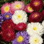 Mix China Aster Callistephus Flower - 50 Seeds
