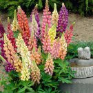 Mix Color Lupine Bonsai Plants Annual Succulent groundcover Flower - 200 Seeds Mix Color Lupine Bonsai Plants Annual Succulent groundcover Flower - 200 Seeds