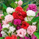 Mix Colorful Garden Balsam Impatiens Balsamina Fresh Flower - 40 Seeds Mix Colorful Garden Balsam Impatiens Balsamina Fresh Flower - 40 Seeds