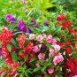 Mix Colorful Garden Balsam Impatiens Balsamina Fresh Flower - 40 Seeds
