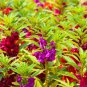 Mix Colorful Garden Balsam Impatiens Balsamina Fresh Flower - 40 Seeds