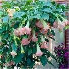 mix colors bonsai fragrant flower dwarf brugmansia datura - 100 Seeds mix colors bonsai fragrant flower dwarf brugmansia datura - 100 Seeds