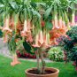 mix colors bonsai fragrant flower dwarf brugmansia datura - 100 Seeds