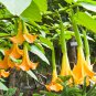 mix colors bonsai fragrant flower dwarf brugmansia datura - 100 Seeds