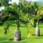 Mix Colors Japan Bottle Palm Tree Bonsai Exotic Plants Bonsai Tree Tropical - 10