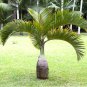 Mix Colors Japan Bottle Palm Tree Bonsai Exotic Plants Bonsai Tree Tropical - 10