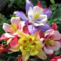Mix Columbine Aquilegia Viridiflora Shade Perennial Flowers - 50 Seeds