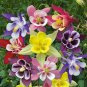 Mix Columbine Aquilegia Viridiflora Shade Perennial Flowers - 50 Seeds