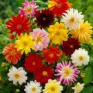 Mix Dahlia Hybrida Dwarf Dahlia Flowrs - 30 Seeds Mix Dahlia Hybrida Dwarf Dahlia Flowrs - 30 Seeds