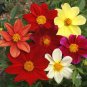 Mix Dahlia Hybrida Dwarf Dahlia Flowrs - 30 Seeds