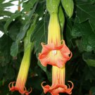 Mix Datura Flower Datura Bonsai Dwarf Brugmansia Suaveolens Flamenco - 100 Seeds
