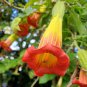 Mix Datura Flower Datura Bonsai Dwarf Brugmansia Suaveolens Flamenco - 100 Seeds