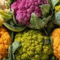 Mix Four Varieties Cauliflower Professional Pack - 300 Seeds