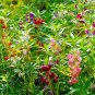 Mix Garden Balsam Impatiens Balsamina Flowers - 20 Seeds