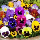 Mix Giant Pansy VIOLA WITTROCKIANA Long Blooming Flowers - 50 Seeds Mix Giant Pansy VIOLA WITTROCKIANA Long Blooming Flowers - 50 Seeds