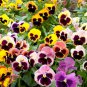 Mix Giant Pansy VIOLA WITTROCKIANA Long Blooming Flowers - 50 Seeds