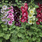 Mix Hollyhock Flowers Perennial Althaea Rosea Alcea Rosea - 40 Seeds Mix Hollyhock Flowers Perennial Althaea Rosea Alcea Rosea - 40 Seeds