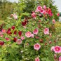 Mix Hollyhock Flowers Perennial Althaea Rosea Alcea Rosea - 40 Seeds