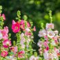 Mix Hollyhock Flowers Perennial Althaea Rosea Alcea Rosea - 40 Seeds