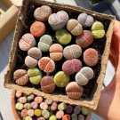 Mix Lithops Aucampiae Amazing Succulent Plant - 50 Seeds Mix Lithops Aucampiae Amazing Succulent Plant - 50 Seeds