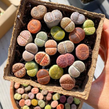 Mix Lithops Aucampiae Amazing Succulent Plant - 50 Seeds