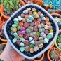 Mix Lithops Aucampiae Amazing Succulent Plant - 50 Seeds