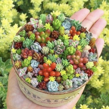Mix Lithops Bonsai Living Stones Succulent Cactus Organic - 100 Seeds