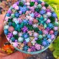 Mix Lithops Bonsai Living Stones Succulent Cactus Organic - 100 Seeds
