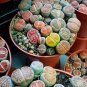 Mix Lithops Plants Mix Varieties Succulents Plants Living Stone - 200 Seeds