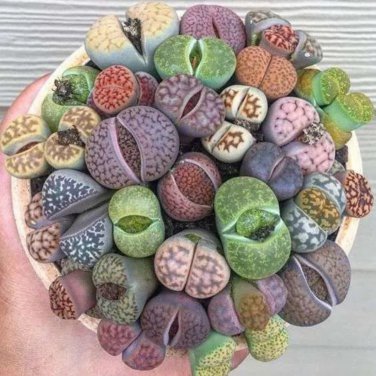 Mix Living Stone Plants - 100 Seeds